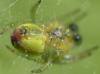 Araniella sp.